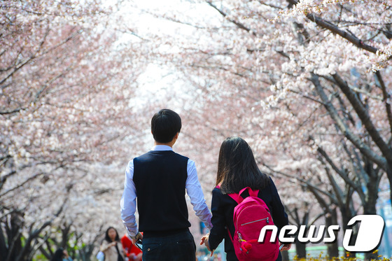 29일 부산 삼락공원 인근에서 교복을 입은 학생들이 벚꽃을 구경하며 걷고 있다. 2015.03.29 /뉴스1 © News1 이승배 기자