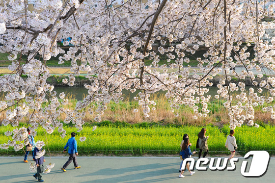 벚꽃 만발한 부산 온천천 시민공원