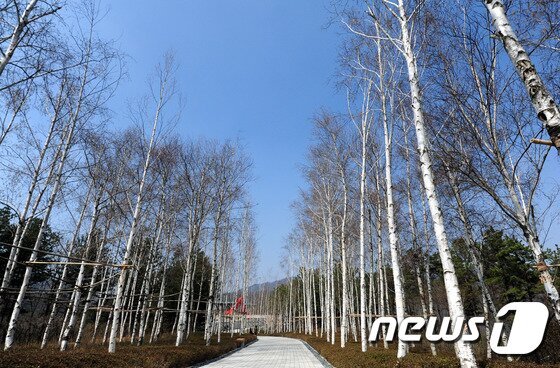 본문 이미지 - 강원 원주시 지정면 월송리에 위치한 '뮤지엄 산'. 하얀 자작나무 숲을 지나면 뮤지엄 본관이 나온다. ⓒ News1 권혜민 기자