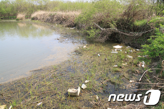 토평천과 우포늪의 합류지인 우포늪 사지포 상류 지역은 온통 쓰레기로 가득 하다. 2015.04.14/뉴스1 © News1 이철우 기자