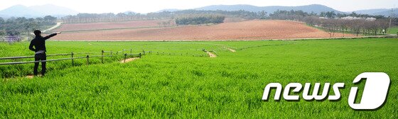본문 이미지 - 고창청보리밭 축제를 앞둔 17일 오전 전북 고창군 공음면 학원농장 청보리밭 도깨비 이야기길 옆 청보리 밭이 파해쳐져 있어 경관을 해치고 있다.이 땅은 이강수 전 고창군수 부부가 소유하고 있다. 제12회 고창 청보리밭 축제는 18일부터 다음달 10일까지 23일 간 진행된다.2015.4.17/뉴스1 2015.04.17/뉴스1 ⓒ News1 김대웅 기자