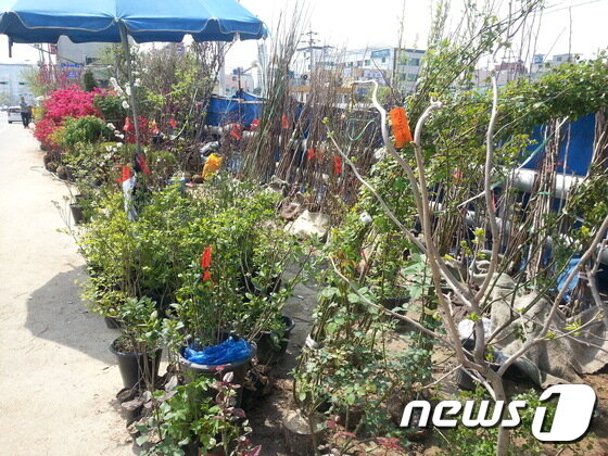 본문 이미지 - 묘목들이 소비자의 선택을 기다리고 있다.ⓒ News1