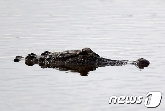 A group of cannibal crocodiles escaped during breeding in South Africa…  The whole country is in flight