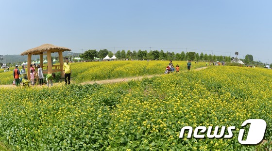 (구리=뉴스1) 송원영 기자 = 주말 휴일인 10일 경기도 구리 한강시민공원에서 열린 '구리 한강 유채꽃 축제'에서 시민들이 노란 유채꽃을 보며 즐거운 시간을 보내고 있다. 201 …