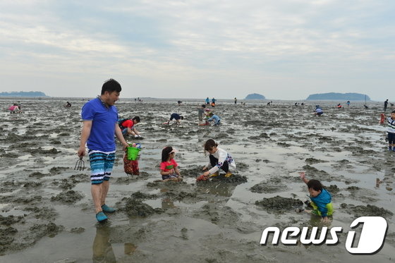 본문 이미지 - 고창 갯벌에서 아이들이 바지락을 캐고 있다. 멀리 내죽도와 외죽도가 보인다.(뉴스1/DB)ⓒ News1 박제철 기자