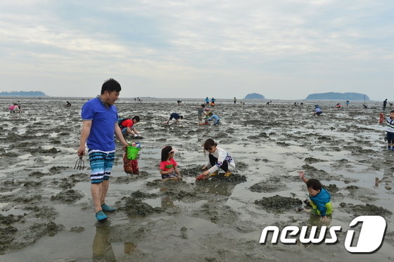 고창 갯벌에서 아이들이 바지락을 캐고 있다. 멀리 내죽도와 외죽도가 보인다.&#40;뉴스1/DB&#41;ⓒ News1 박제철 기자