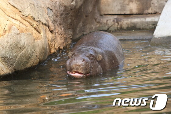 본문 이미지 - [자료] 멸종위기종 "피그미하마"(사진=서울대공원 제공) 2015.05.03/뉴스1 ⓒ News1 고유선 기자