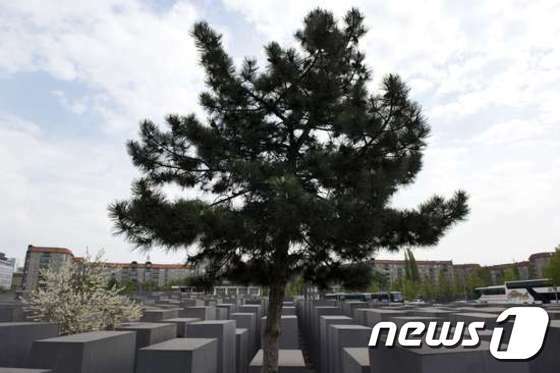 본문 이미지 - 나무 한 그루가 나치 독일 당시 유럽에서 학살된 유대인을 기리기 위해 독일 베를린에 세워진 홀로코스트 추모비 사이에서 자라고 있다.  ⓒ News1 이기창