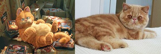 본문 이미지 - 영화 '가필드'의 주인공 가필드의 모델은 이그조틱(엑조틱)숏헤어다.(사진출처 네이버 영화, 위키피디아)ⓒ News1