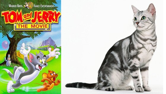 본문 이미지 - '톰과 제리'의 톰은 미국에서 인기가 많은 아메리칸 쇼트헤어를 모델로 만들어 졌다.(사진출처 네이버 영화, 구글)ⓒ News1