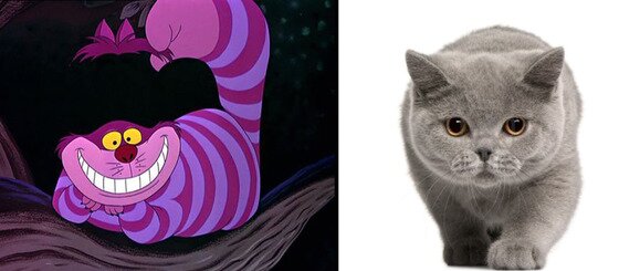 본문 이미지 - '이상한 나라의 앨리스'에서 기묘한 고양이로 깊은 인상을 준 체셔고양이의 모델은영국 대표 고양이 브리티시 쇼트 헤어(사진출처 구글)ⓒ News1