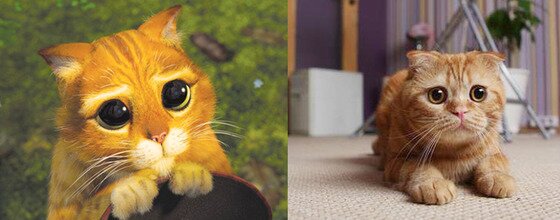 본문 이미지 -  '슈렉'에서 커다란 눈망울로 관객들의 마음을 사로 잡은 장화신은 고양이 캐릭터는 스코티시폴드를모델로 완성되었다.(사진출처 구글)ⓒ News1