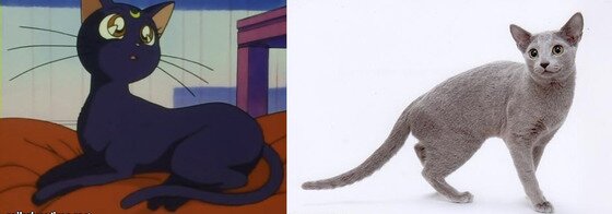 본문 이미지 -  '세일러문'의 주인공 세라의 파트너인 미모의 고양이 루나의 모델은 국내에서도 인기가 많은러시안블루(사진출처 구글)ⓒ News1