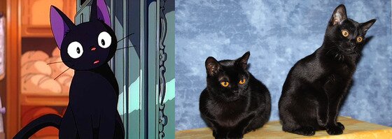 본문 이미지 - '마녀배달부키키'에서 마녀 키키의 반려묘이자 말하는 고양이 지지는 흑표범을 닮은봄베이를 모델로 했다.(사진출처 구글 )ⓒ News1