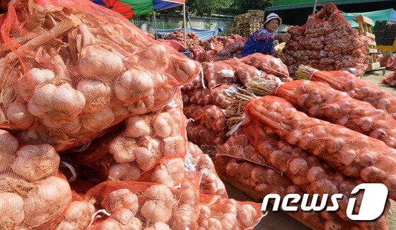 본문 이미지 - 극심한 가뭄이 이어져 채소가격이 폭등하고 있는 지난 6월12일 오후 서울 송파구 가락 농수산종합도매시장에서 상인들이 마늘을 정리하고 있다. (서울=뉴스1) 신웅수 기자 ⓒ News1