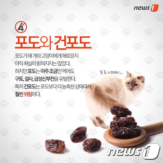 본문 이미지 - ⓒ News1