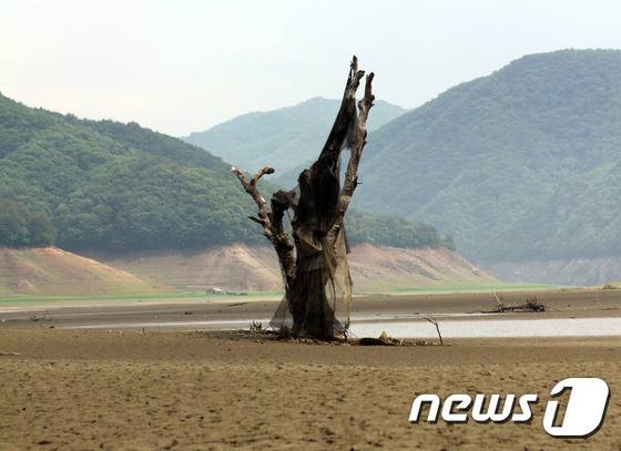 (인제=뉴스1) 황준 기자 = 극심한 가뭄이 이어지고 있는 가운데 17일 오전 강원 인제군 남면 하수내리 소양호 수위가 낮아져 성황당나무가 40여년 만에 모습을 드러내고 있다.이날 …