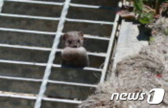 본문 이미지 - 덕유산 향적봉대피소 인근에서 포착된 무산쇠족제비.(덕유산국립공원제공)2015.6.18/뉴스1ⓒ News1