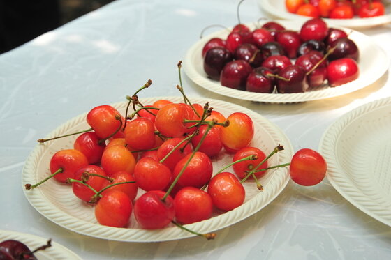본문 이미지 - 앵두체리(왼쪽)와 미국산 수입체리(오른쪽) ⓒ News1