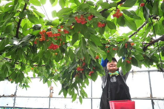 본문 이미지 - 농민이 앵두체리를 수확하고 있다. (농협 제공) ⓒ News1