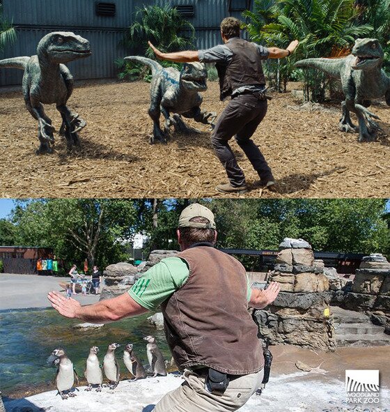 본문 이미지 - 美 워싱턴 주 우드랜드 동물원에서 펭귄(혹은 벨로키랍토르)와 함께. (우드랜드 동물원 트위터) ⓒ News1