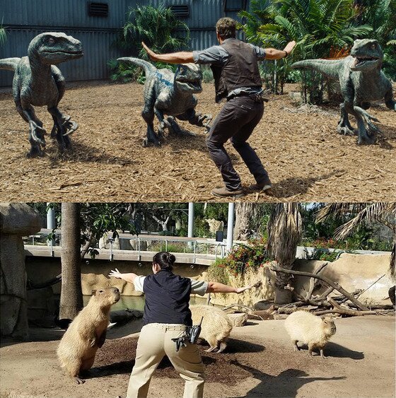 본문 이미지 - 美 캘리포니아 주 샌디에이고 동물원에서 카피바라와 함께. (샌디에이고 트위터) ⓒ News1