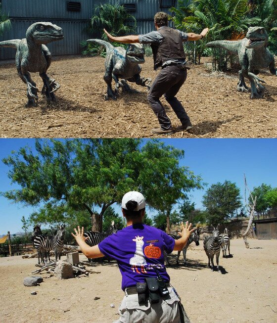 본문 이미지 - 美 텍사스 주의 엘파소 동물원에서 얼룩말과 함께. (엘파소 동물원 페이스북) ⓒ News1