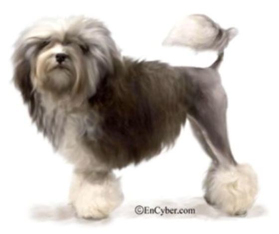 본문 이미지 - 희귀종으로서 높은 가격을 자랑하는 &acute;로첸&acute; (출처: 네이버)