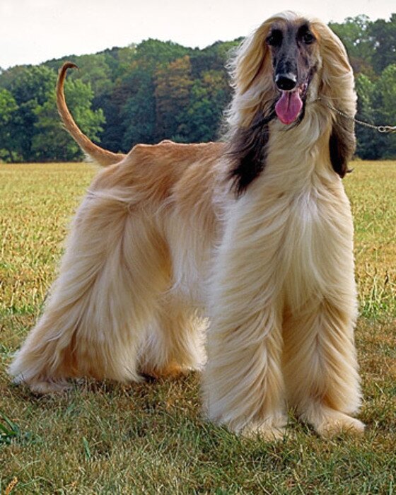 본문 이미지 - 아프간 하운드