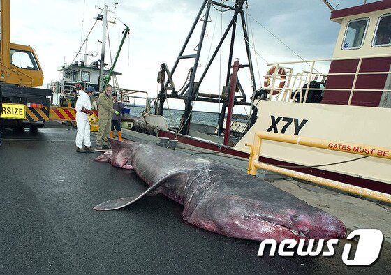 본문 이미지 - 호주 빅토리아 박물관은 24일(현지시간) 저인망선에 잡힌 초대형 돌묵상어 사진을 공개했다. 돌묵상어는 사람을 공격하지 않아 '착한상어'라는 별명을 가졌다. 사진은 22일 촬영됐다. ⓒ AFP=뉴스1