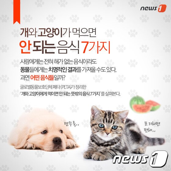 본문 이미지 - ⓒ News1