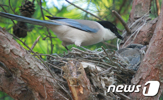 (경남 창녕=뉴스1) 이철우 기자 = 7일 창녕군 이방면 산토끼 노래동산 소나무 숲에서 물까치가 포육하고 있는 둥지를 발견했다. 새끼에게 부지런히 먹이를 물어다주고 있는 어미새의 …