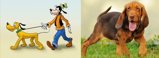 본문 이미지 -  애니메이션 '미키마우스'의 구피와 플루토의 모델견 블러드 하운드.(사진출처 구글)ⓒ News1