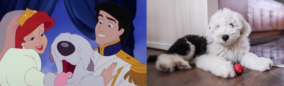 본문 이미지 - 애니메이션 '인어공주' 에릭왕자 애완견 맥스의 모델견 올드 잉글리시 쉽독.(사진출처 구글)ⓒ News1