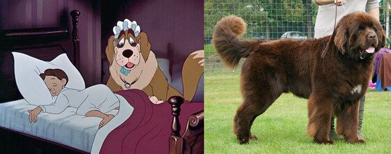 본문 이미지 - 애니메이션 '피터팬'에서 웬디의 반려견 나나와 실물견 뉴펀들랜드.(사진출처 구글)ⓒ News1