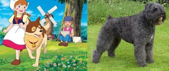 본문 이미지 - TV만화시리즈 '플란다스의 개' 파트라슈와 모델견 부비에 데 플랑드르.(사진출처 구글)ⓒ News1