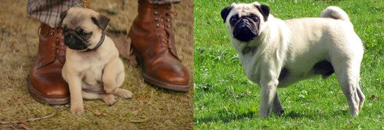 본문 이미지 - '킹스맨:시크릿 에이전트' 주인공 에그시의 반려견 JB와 모델견 퍼그.ⓒ News1