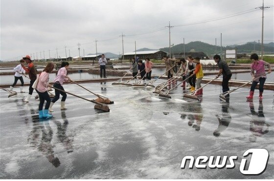본문 이미지 - 한국식품연구원 부설 세계김치연구소가 시범운영에 들어간 김치관광 콘텐츠 '남도김치투어'에서 참가자들이 신안군의 태평염전을 방문해 천일염 생산과정을 직접 체험하고 있다.(세계김치연구소 제공) 2015.7.1 ⓒ News1
