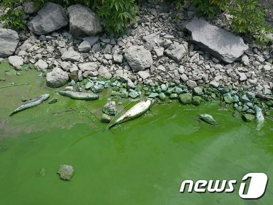 녹조현상으로 떼죽음을 당한 물고기들이 방치돼 있다. © News1
