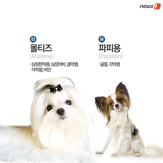 본문 이미지 - ⓒ News1