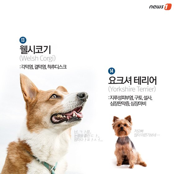 본문 이미지 - ⓒ News1