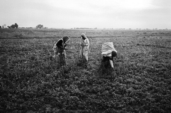본문 이미지 - 인디아 사진전 '디레 디레'중 작품이미지 ⓒ 박노해