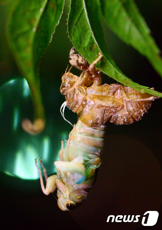 (서울=뉴스1) 김명섭 기자 = 태풍 \'찬홈\'이 물러가고 선선한 여름 밤 날씨를 보인 14일 새벽 서울 중구 정동 도심공원에서 매미 번데기가 수년간 땅속에서 지내다 나무로 올라 …