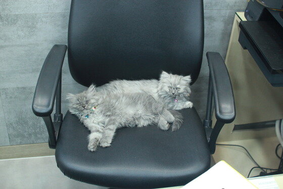 본문 이미지 - ⓒ News1