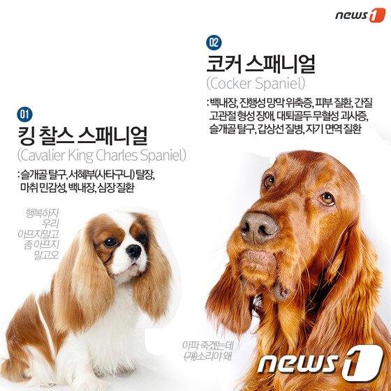 본문 이미지 - ⓒ News1