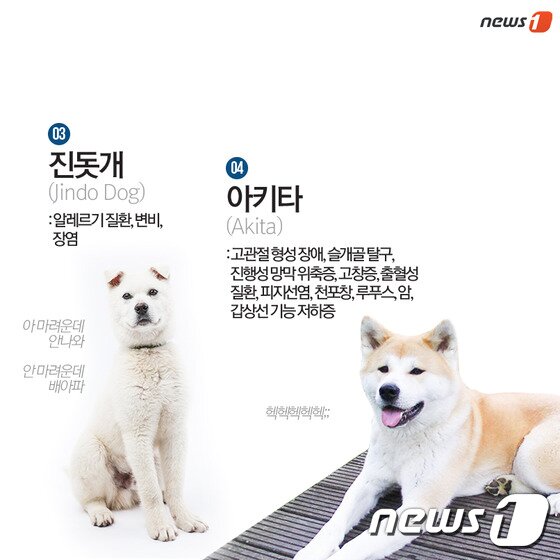 본문 이미지 - ⓒ News1