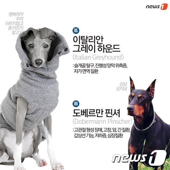 본문 이미지 - ⓒ News1
