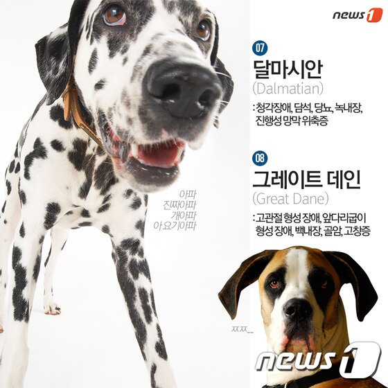 본문 이미지 - ⓒ News1