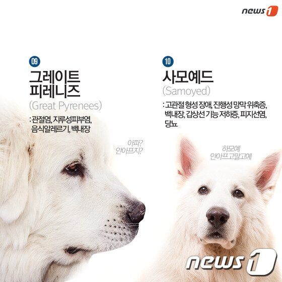 본문 이미지 - ⓒ News1