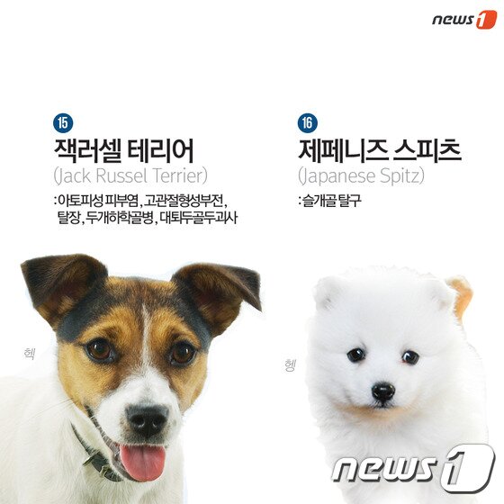 본문 이미지 - ⓒ News1